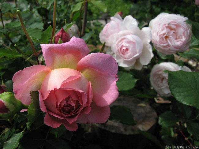 'Jubilee Celebration (shrub, Austin, 2002)' rose photo