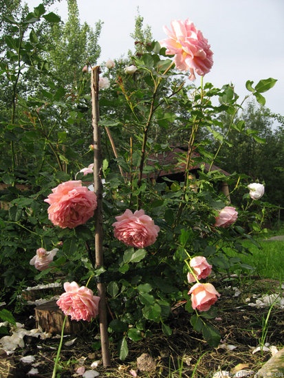 'Jubilee Celebration (shrub, Austin, 2002)' rose photo