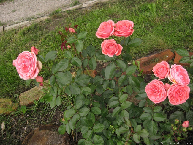 'Da Capo' rose photo