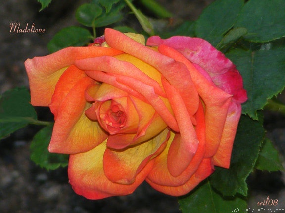 'Madeleine (mini-flora, Guillebeau 2005)' rose photo