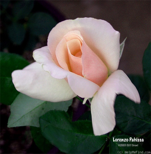 'Lorenzo Pahissa' rose photo