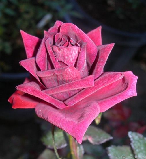 'CHXPB' rose photo