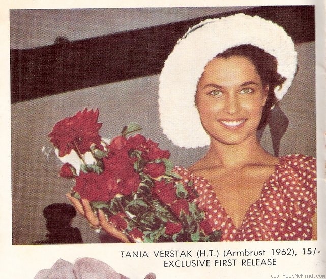 'Tania Verstak' rose photo