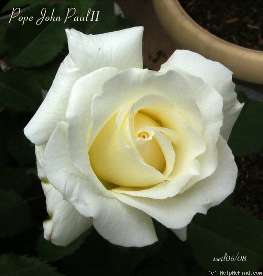'Pope John Paul II ™ (Hybrid Tea, Zary, 2006)' rose photo