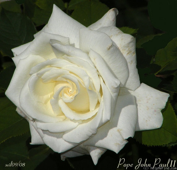 'Pope John Paul II ™ (Hybrid Tea, Zary, 2006)' rose, click to enlarge 'Pope John Paul II ™ (Hybrid Tea, Zary, 2006)' rose photo