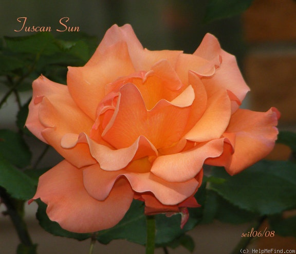 'Tuscan Sun ™' rose, click to enlarge 'Tuscan Sun ™' rose photo