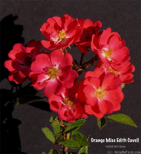 'Orange Miss Edith Cavell' rose photo