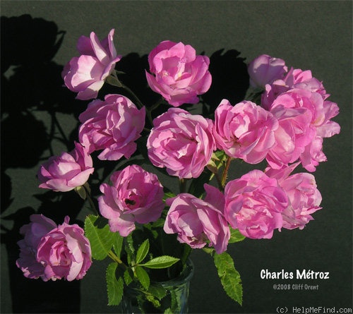 'Charles Métroz' rose photo