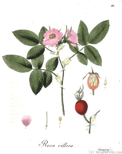 '<i>Rosa villosa</i> L.' rose photo