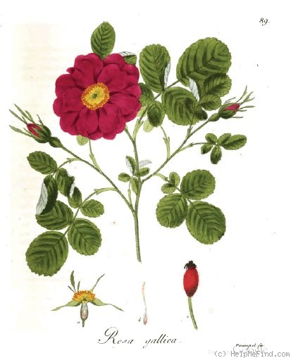 'R. gallica' rose photo