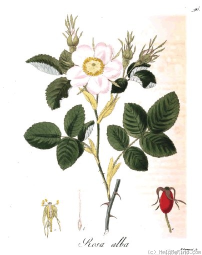 '<i>Rosa alba</i> L.' rose photo