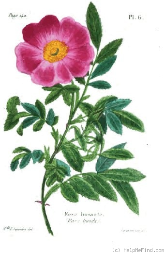 '<i>Rosa lucida</i> Ehrhart Synonym' rose photo