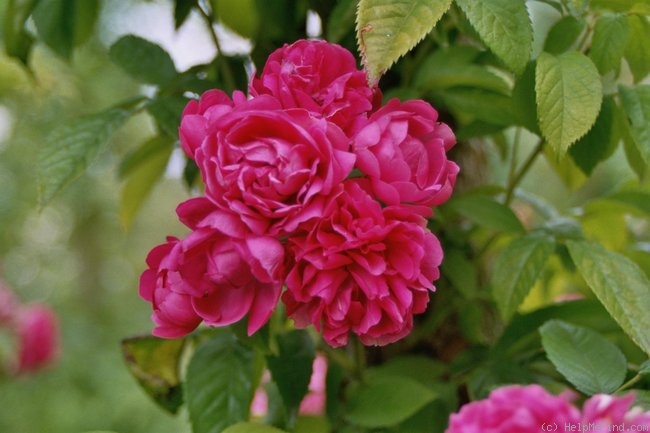 'Longford' rose photo