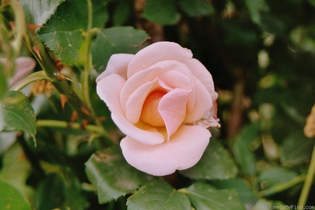 'Bishop Darlington' rose photo