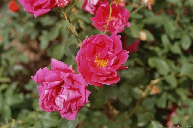 'Étienne Levet' rose photo