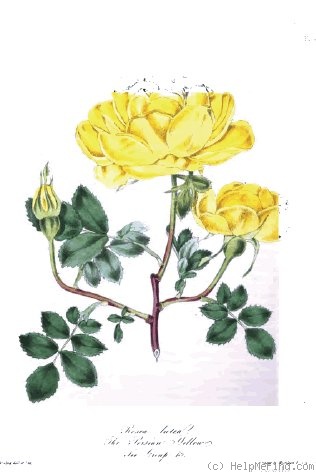 'Persian Yellow' rose photo