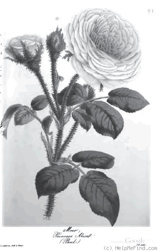 'Princess Alice (moss, Paul, by 1847)' rose photo