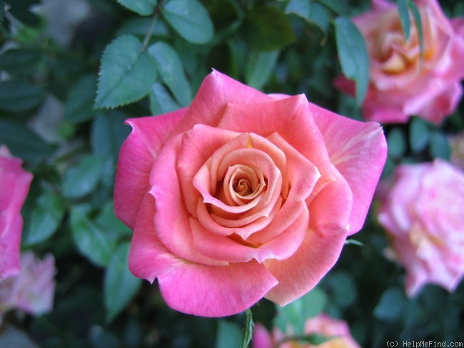 'Josh Alonso ™' rose photo