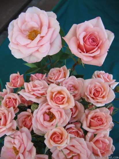 'Melinda Alonso ™' rose photo