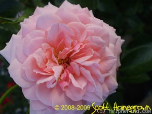 'Sweet Surrender' rose photo