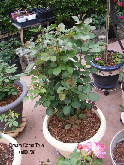 'Dream Come True ™ (grandiflora, Pottschmidt, 2006)' rose photo