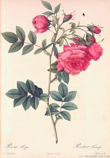 '<i>Rosa rapa</i> Bosc' rose photo