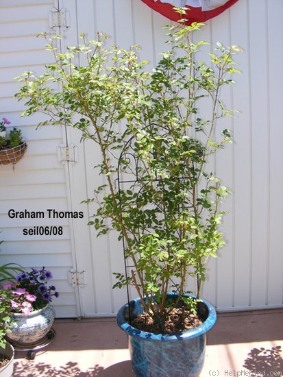 'Graham Thomas' rose photo