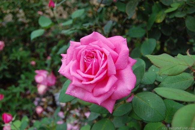 'Mrs. Bryce Allan (Hybrid Tea, Dickson 1916)' rose photo