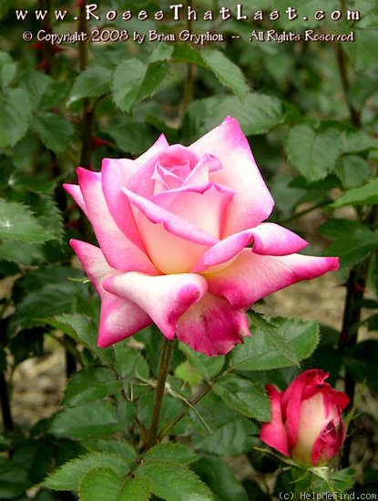 'Kordes' Perfecta' rose photo