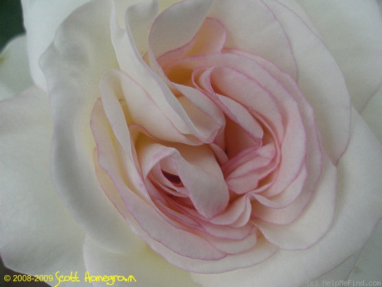 'Moonstone ™ (Hybrid Tea, Carruth, 1998)' rose photo