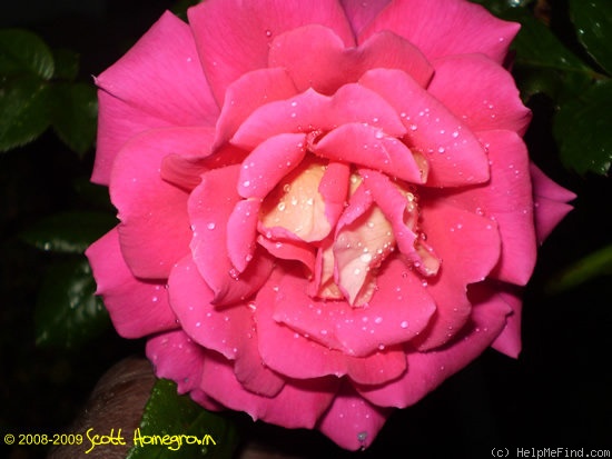 'Miss Behavin'™' rose photo