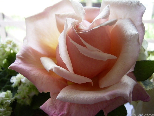'Queensland Beauty' rose photo