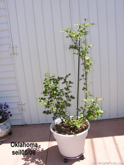 'Oklahoma (Hybrid Tea, Swim & Weeks, 1963)' rose photo