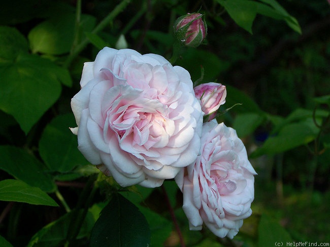'Blanche Lafitte' rose photo