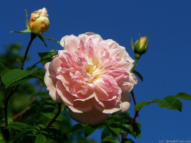 'René André (Rambler, Barbier, 1900)' rose photo