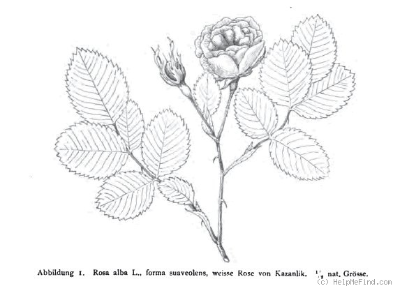'<i>Rosa alba</i> var. <i>suaveolens</i> (Dieck) Rehder' rose photo