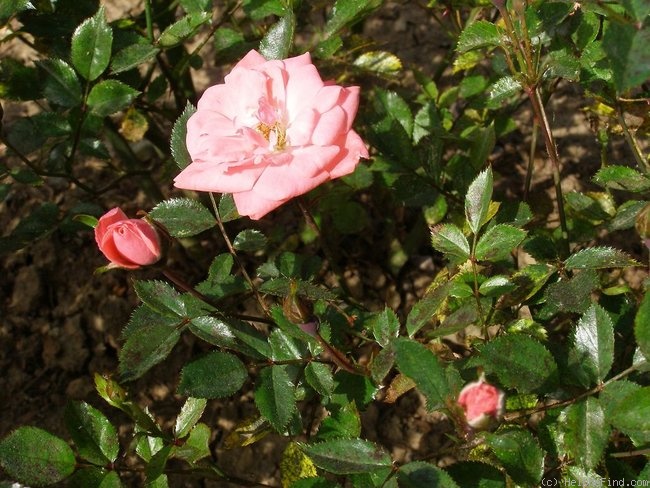 'June Time' rose photo