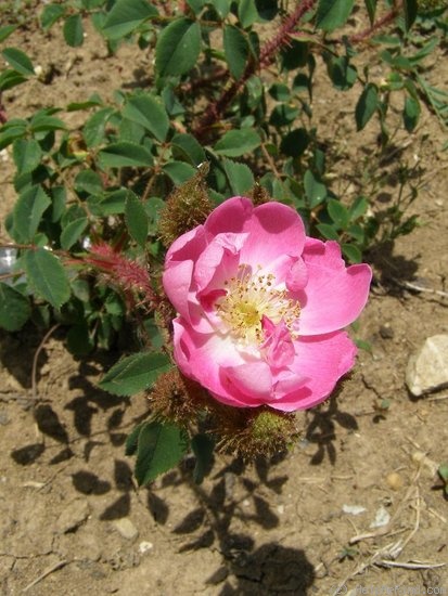 'Goethe (Moss, Lambert, 1911)' rose photo