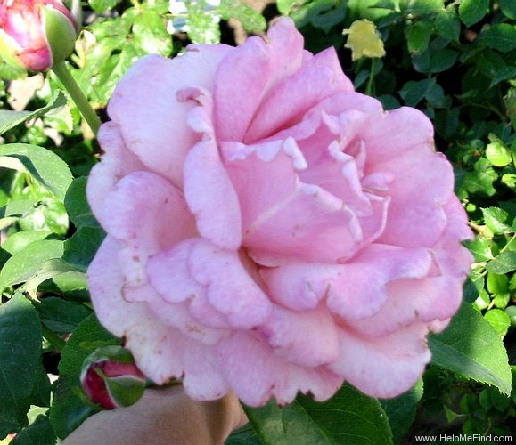 'WEKblunez' rose photo