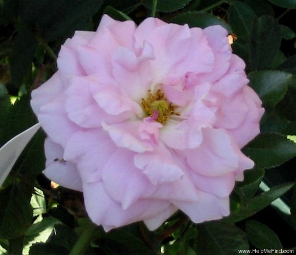 'Mayflower (English Rose, Austin, 1992/2001)' rose photo