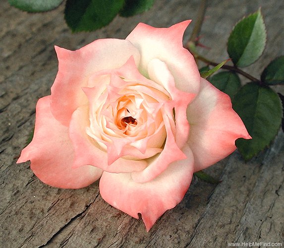 'Lifestyle (miniature, Moore 1992)' rose photo