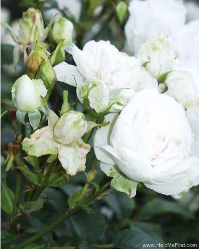 '<i>Rosa rugosa</i> 'Sir Thomas Lipton'' rose photo