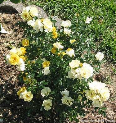 'Aspen' rose photo