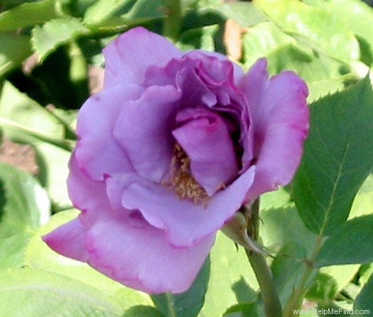 'Blue Nile ®' rose photo