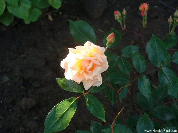 'Clytemnestra' rose photo