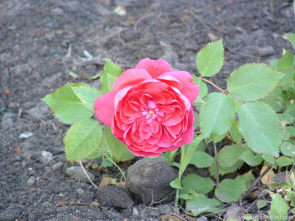 'Quadra' rose, click to enlarge 'Quadra' rose photo