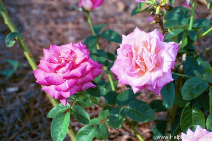 'Chicago Peace' rose photo