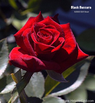 'Black Baccara ™' rose photo