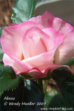 'Aliena ™' rose photo