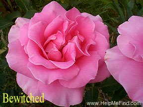 'Bewitched (hybrid tea, Lammerts, 1967)' rose photo